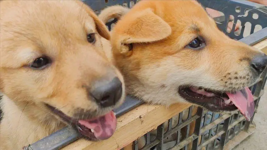 派得宠物