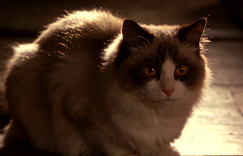 枕心而眠：解码小猫偏爱胸口安睡的深情密码